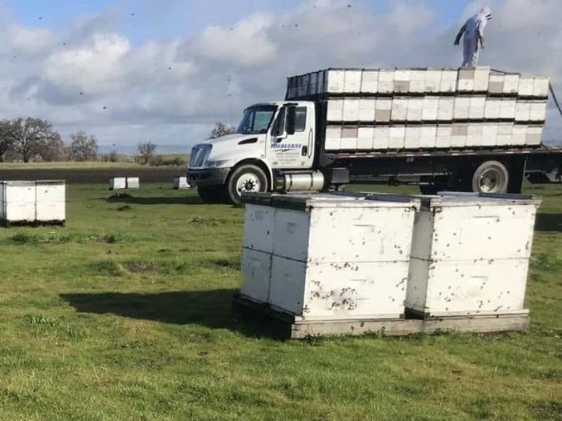 Camión blanco transportador de abejas y grandes colmenas en cajas