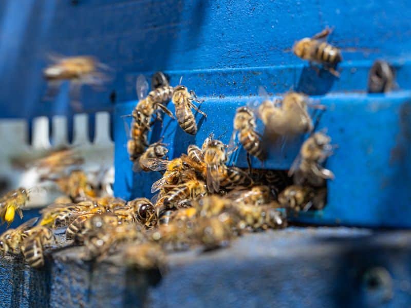 Abejas entrando en una caja