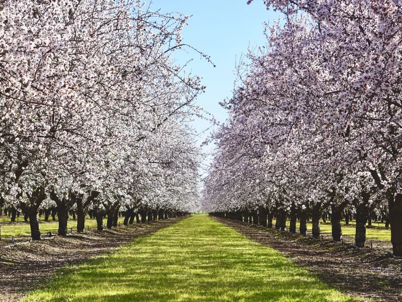 Dos filas de almendros florecidos para que las abejas los polinicen