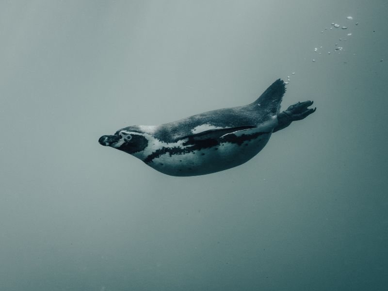 Un pingüino de Magallanes nadando en el mar