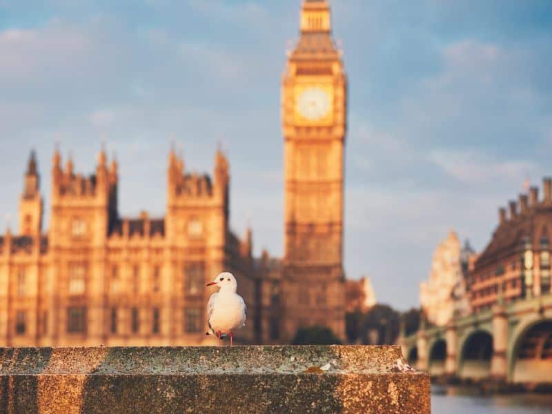 Un ave frente al Parlamento y al Big Ben en Reino Unido