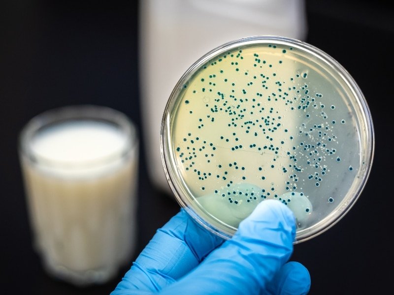 Bacterias desarrolladas en la leche I EcoNews