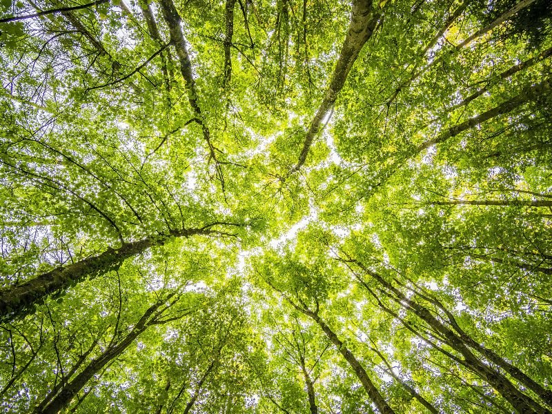 Un bosque visto desde abajo