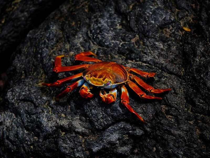Un cangrejo colorado sobre una roca