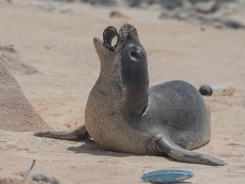 Una foca sostiene un pedazo de residuo plástico en su boca en una playa