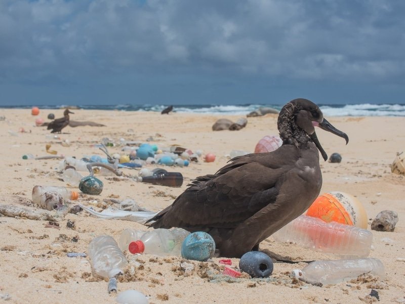 Dos gaviotas en una playa con contaminación por plásticos y residuos