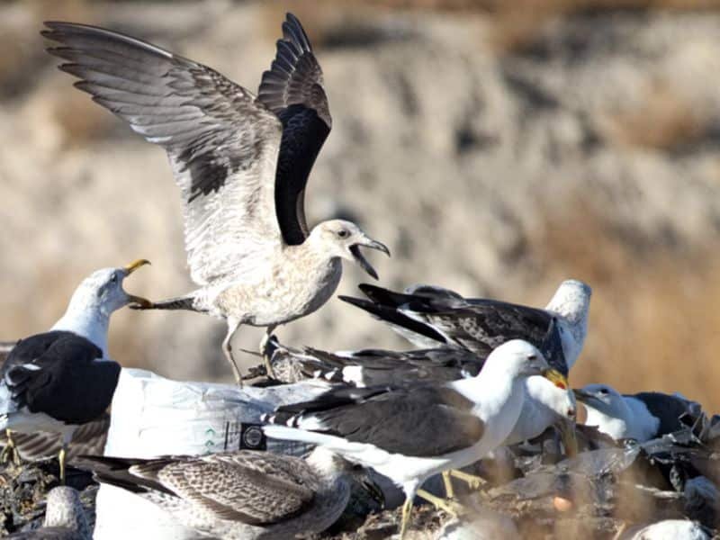 Un grupo de gaviotas se alimenta de residuos en un basural a cielo abierto