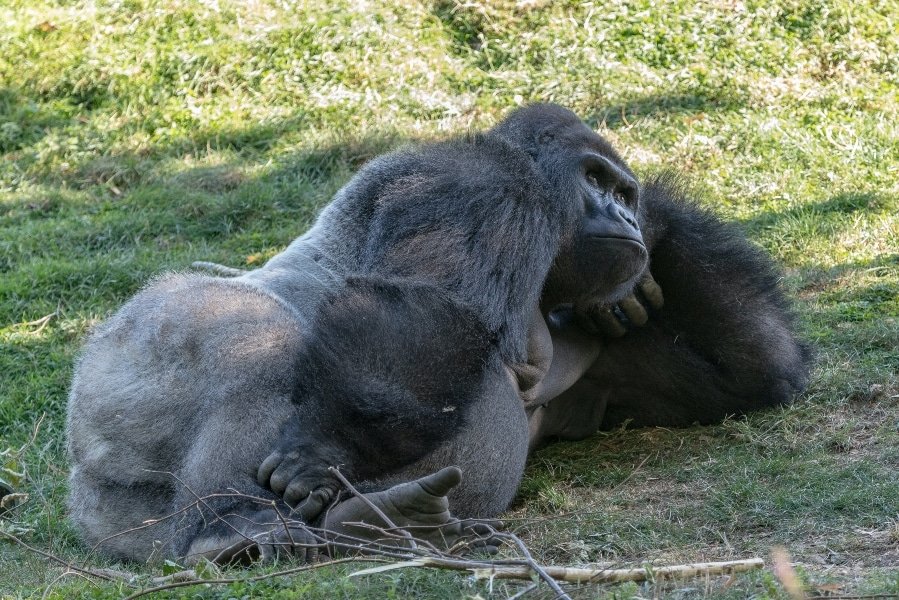 Gorilas África