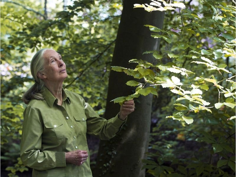 Jane Goodall en un bosque tocando un árbol