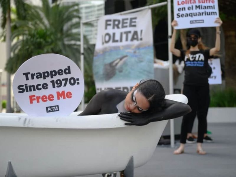 Una protesta por la liberación de la orca Lolita organizada por PETA. Una mujer pintada como una orca dentro de una bañera, como si fuese Lolita atrapada