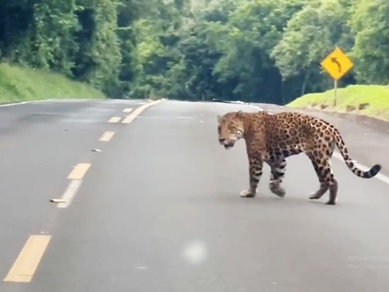 Un yaguareté cruzando una ruta