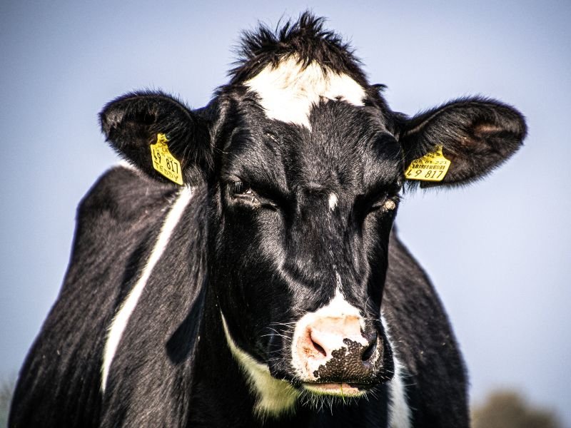 Una vaca mira al frente