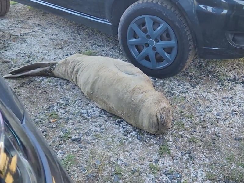 Un elefante marino en un estacionamiento