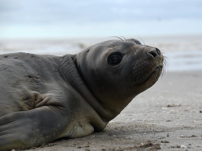 un elefante marino a punto de regresar al mar