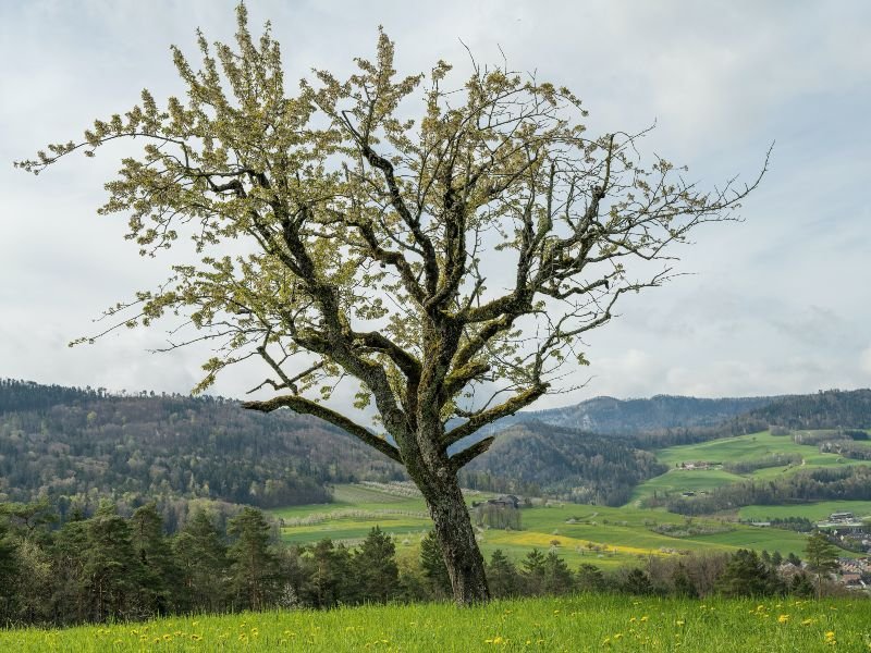 un árbol en un paisaje verde con montañas detrás