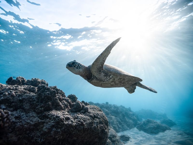una tortuga marina nadando en el oceano