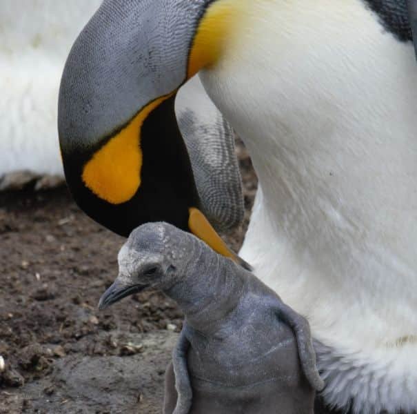 pinguino emperador Eco News
