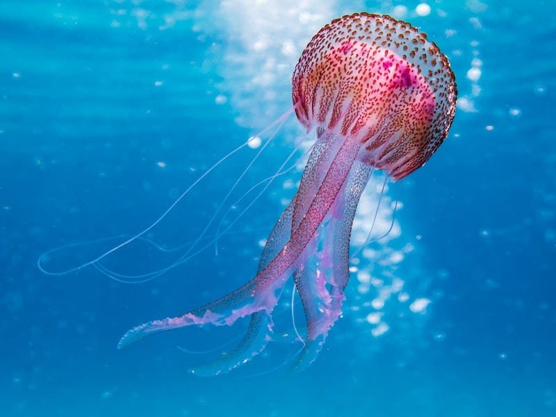 medusa en el océano