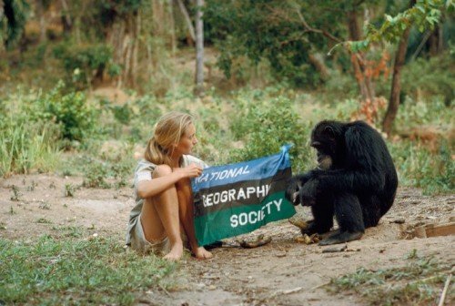 Jane Goodall en 1960