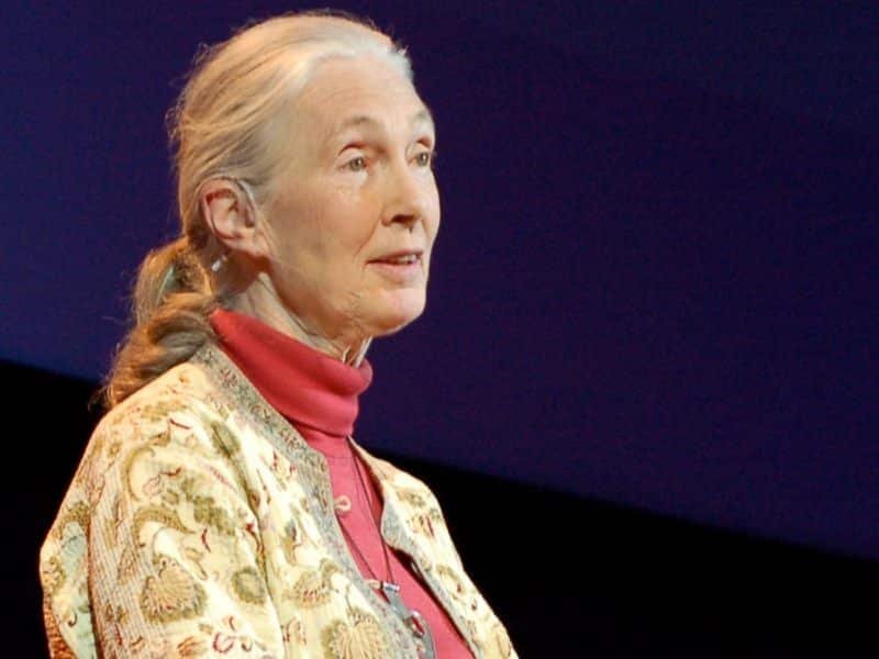 Jane Goodall