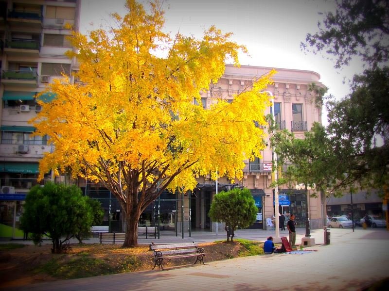 Ginkgo bilbao