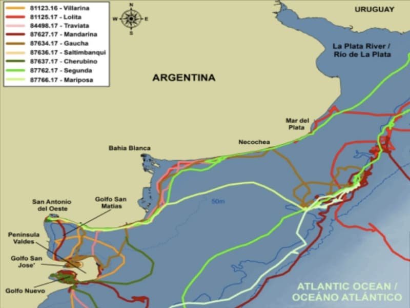 Ruta de las ballenas franca austral en el Golfo San Matías