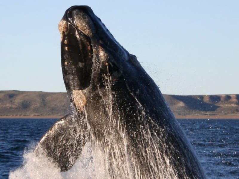 ballena franca austral em el Mar Argentino