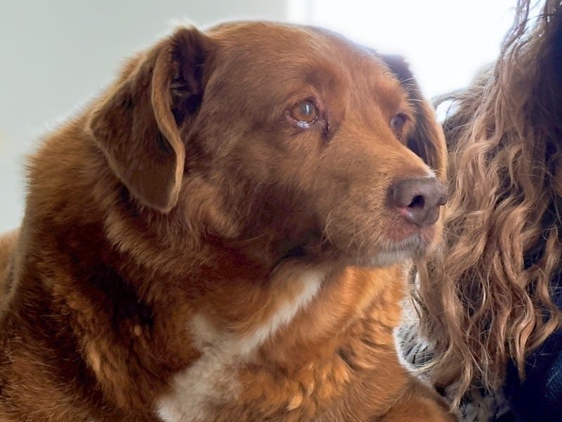 Bobi, el perro más viejo del mundo, que acaba de fallecer.