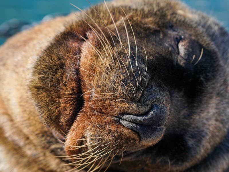 Un lobo marino durmiendo.