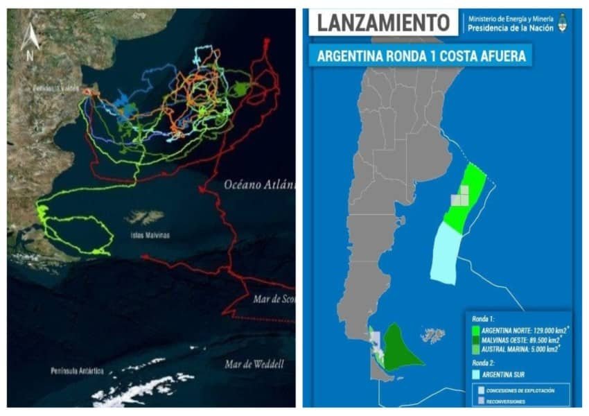ruta de las ballenas en el Mar Argentino y los proyectos offshore, que coinciden en los mismos lugares.