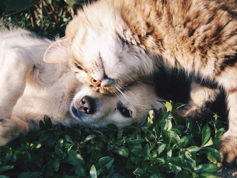 Un perro y un gato en el pasto jugando.