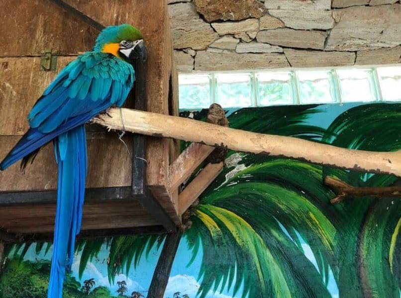 Un ave hallada en un zoo ilegal en Buenos Aires. Muchos de los individuos encontrados eran animales en peligro de extinción.
