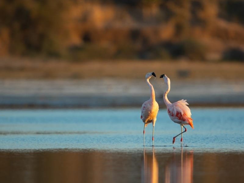 Flamencos rosados en el Parque Nacional Ansenuza