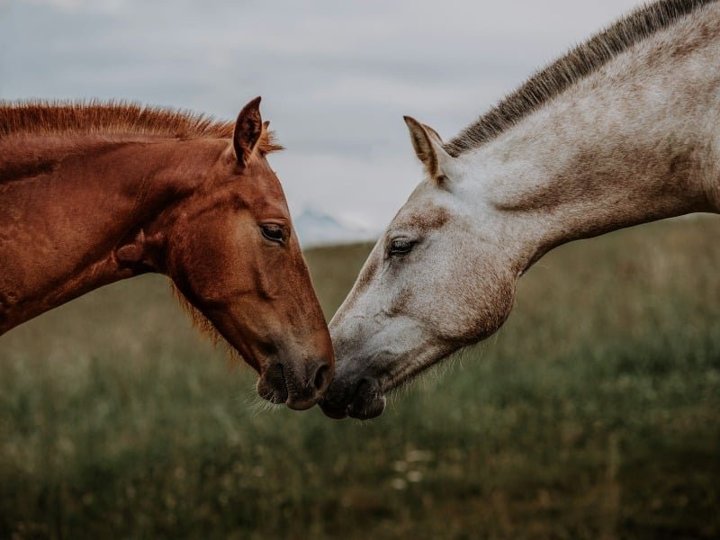 dos caballos juntando sus cabezas. Hay alerta por nuevos casos de encefalomielitis en caballos de tipo Oeste, que no se encontraba desde 1988.