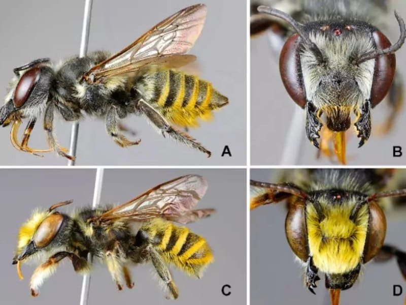 Se descubrieron cuatro nuevas especies de abejas