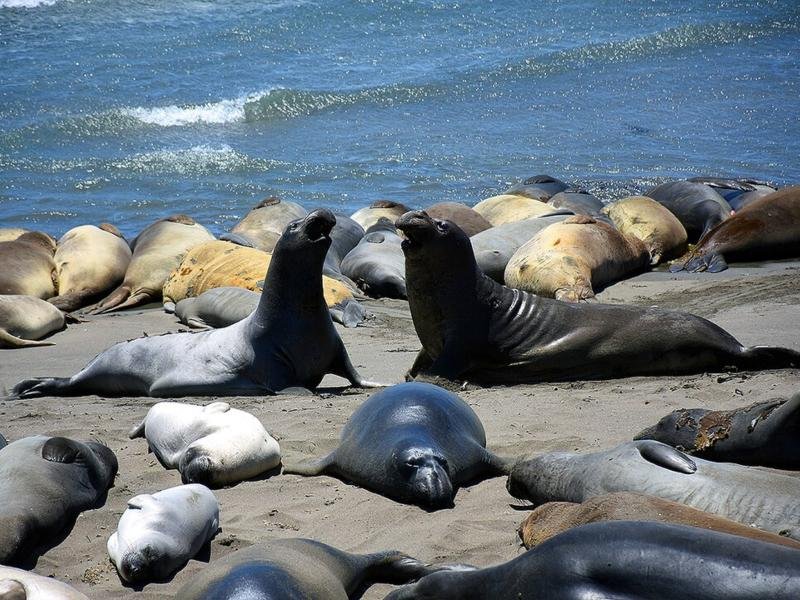 Elefantes marinos en una playa