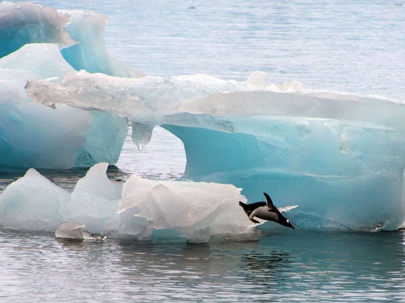 Un pinguino saltando desde un iceberg.