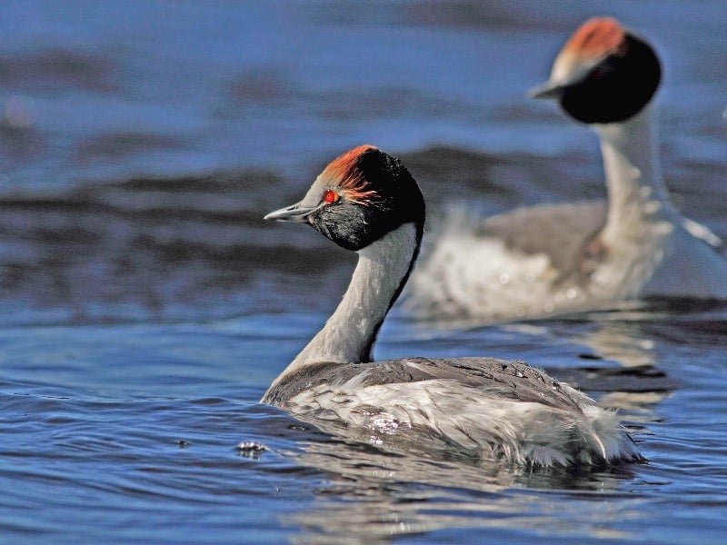 ave maca tobiano nadando en un río