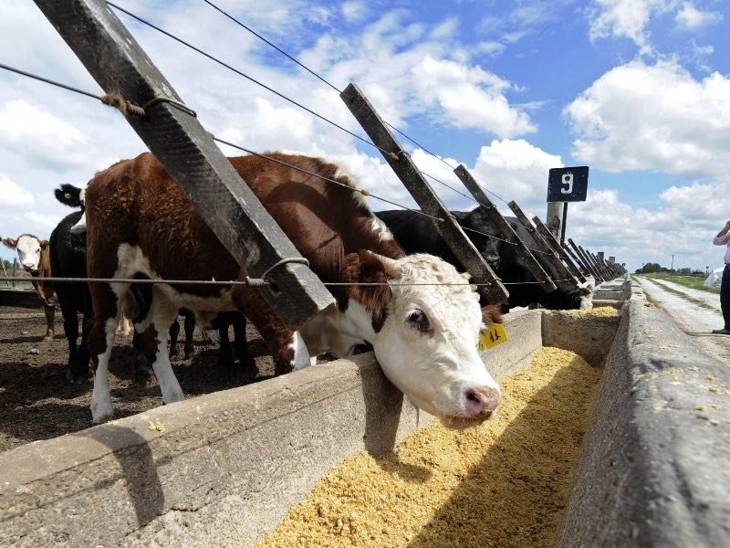 una vaca comiendo cereales en un feedlot. La medida de Países Bajos desalienta el consumo de carne porque la ganadería intensiva contribuye al cambio climático.