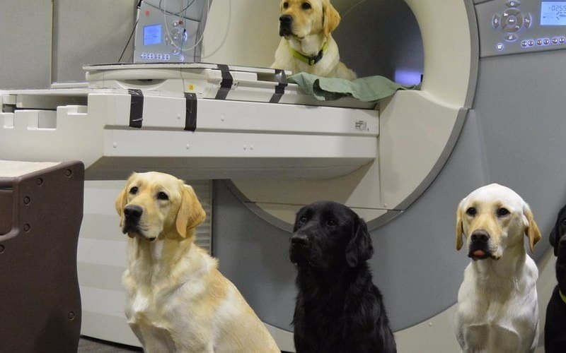 Perros en una sala de resonancia magnética del neurólogo Gregory Scott Berns.