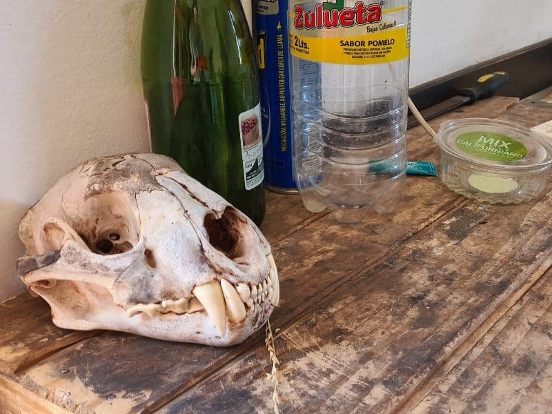 Cráneo de un puma cazado en la Patagonia Argentina