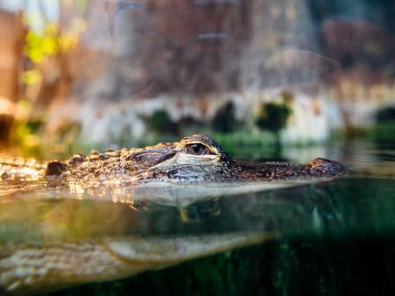 un cocodrilo en el agua