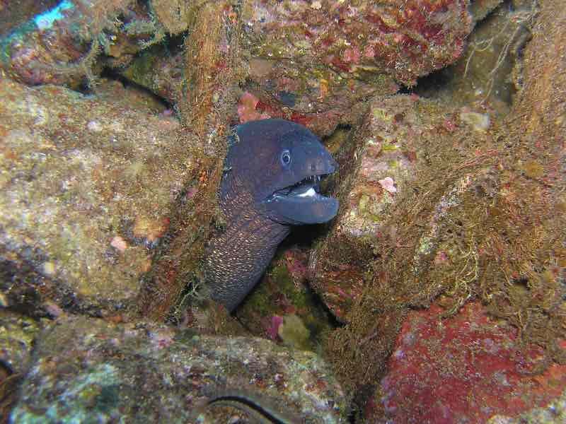 Una anguila asoma su cabeza en un arrecife. Así se ve en la vida real uno de los animales de La sirenita.