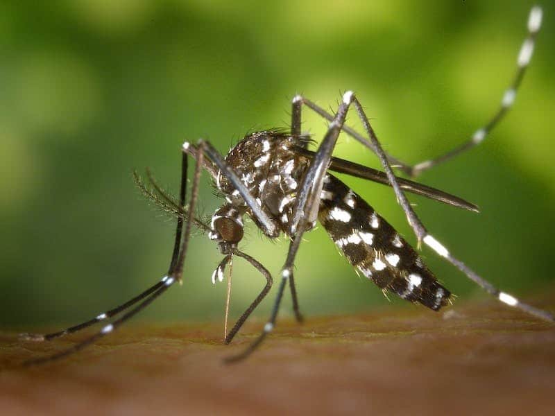 el mosquito que transmite el dengue