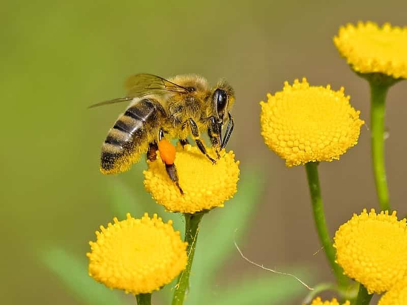 una abeja se posa sobre una flor. En Ecuador, hicieron un corredor biológico que las atrae.