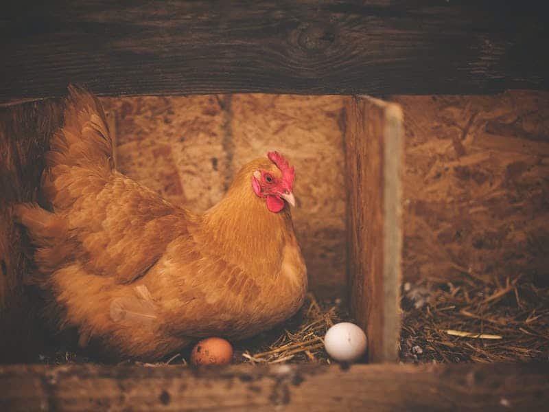 Una gallina ponedora, en alusión a la pregunta: ¿Qué fue primero, el huevo o la gallina?