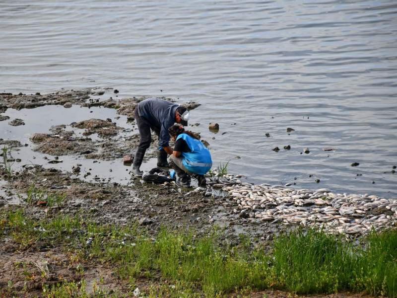 personas juntando los peces muertos en la costa de la laguna de Chascomús.