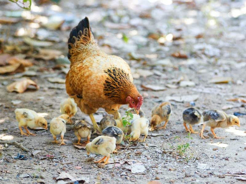 una gallina con sus pollitos. ¿Qué fue primero, el huevo o la gallina?