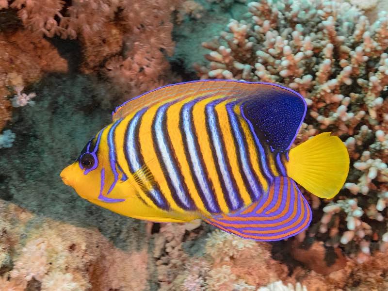 Un pez amarillo y azul en un arrecife. Sería Flounder en la vida real, uno de los animales de La sirenita.