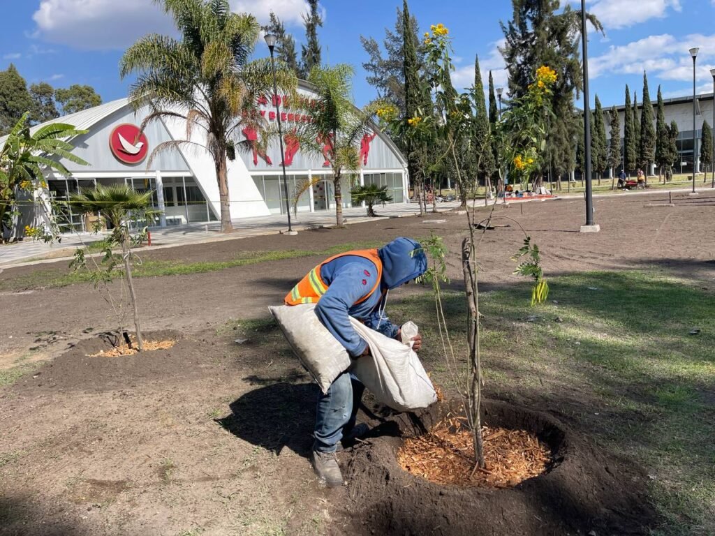 Plantación de árboles nativos en la Ciudad de México